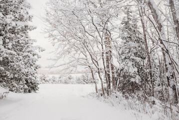 Snowy winter driveway