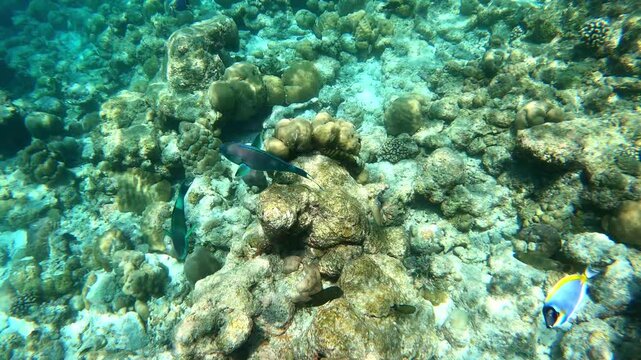 blue fish and coral reef.Waterproof photo and video equipment for travel.