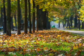 Carpet of fallen leaves in the autumn park.