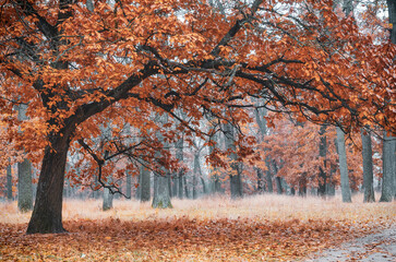 Big old oak tree