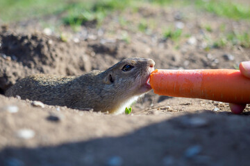 Ground Squirrel feeding before winter sleep