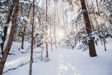Winter sun in the forest