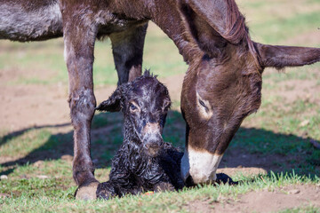 Fototapeta premium just born baby of a donkey 