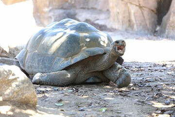 Big turtle with an open mouth