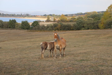 horse and foal