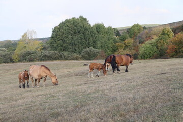 horse and foal