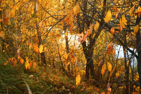 yellow foliage in autumn golden