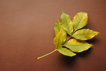 Yellow leaf on the brown background