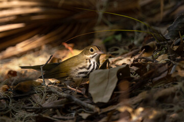 Ovenbird (Seiurus aurocapilla) on the forest floor in Sarasota, Florida