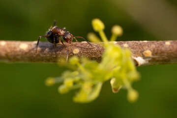 An ant crawls along a twig with green flowers in Sarasota, Florida