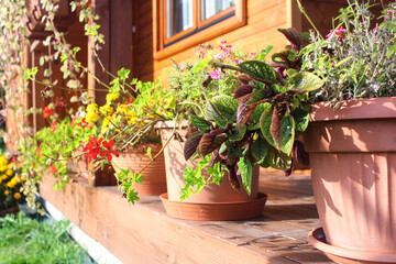 Flower pots on the terrace