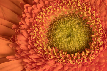Magie der Blumen