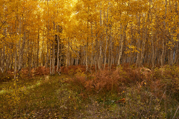 Kebler Pass in autumn golds in there glory