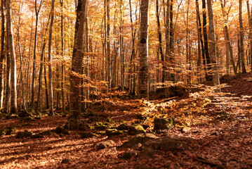 Autumn grove with orange leaves. Fageda d'en Jordà, beech forest.