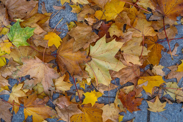 yellow fallen maple leaves on natural stone cobblestone top view autumn background in early October on a warm day