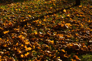 top view of fallen yellow leaves in sunny weather in mid-autumn beautiful background texture from leaves