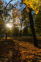 Obraz premium autumn landscape with long shadows from trees fallen yellow leaves on green grass approaching sunset warm autumn day trees in backlight