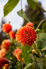 Beautiful red pompon dahlia flowers growing in a garden; Close up of perfect orange dahlia flower in natural sunlight