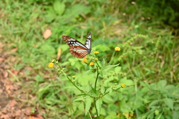Chestnut tiger butterfly female (Parantica sita).A large butterfly with brightly patterned wings that has alkaloid toxins in its body to protect itself from predators. And travel over 2000km.