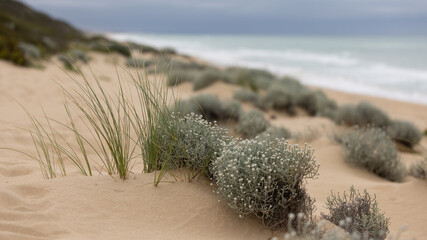 Coastal sand dune plants
