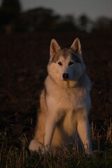 Wolf dog in field in early morning sun.