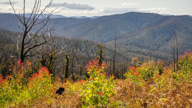 Bushfire Recovery In A Landscape