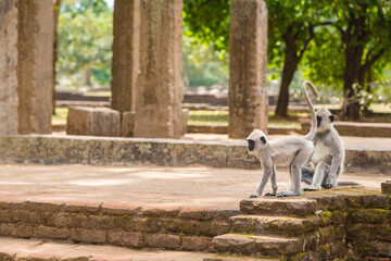 Monkey in Anuradhapura