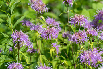 Wild Bergamot Growing In The Field
