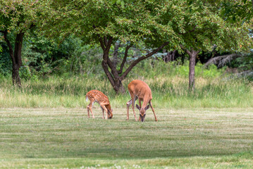 Naklejka na ściany i meble A Mother White-Tailed Deer And Her Fawn Eating