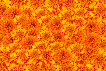 Vivid Close up of a mural full of beautiful orange flowers of cempasuchil. Cempasuchil mexican fall flower texture. - Powered by Adobe