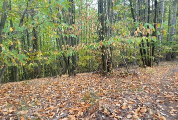 autumn in the forest