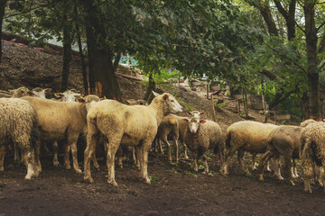 Obraz na płótnie Canvas Flock of sheep grazing on the field.