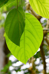 Fototapeta premium 青葉 新緑