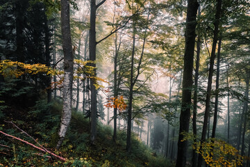 Wald, Herbst, Nebel, Dunst, Blätter, Stimmung, Herbststimmung, Herbstwald, Licht, Sonnenlicht