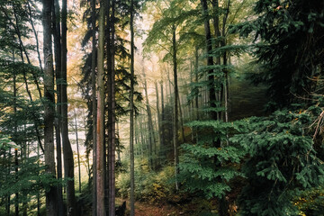 Wald, Herbst, Nebel, Dunst, Blätter, Stimmung, Herbststimmung, Herbstwald, Licht, Sonnenlicht