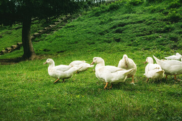 Flock of white geese grazing on the green field.