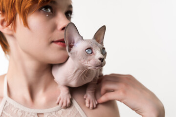 Sphynx Cat blue mink and white color sits on shoulder of young woman and looks away. Close-up view, studio shot on white background. Part series. Selective focus on foreground, shallow depth of field.
