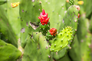 cactus flower