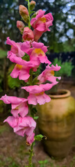 Pink snap dragon (dog flower)(Antirrhinum majus), in a beautiful garden.