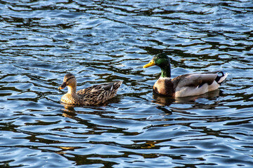 ducks on the water