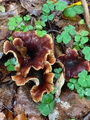 mushrooms in the forest