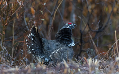 Spruce Grouse in Denali National Park Alaska