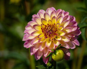 Soft Pink Dahlia