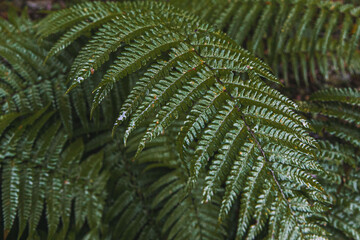 Perfect natural fern pattern. Beautiful tropical background made with young green fern leaves. Color of kale. Dark and moody feel. Selective focus. Negative space. Concept for design.