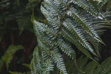 Perfect natural fern pattern. Beautiful tropical background made with young green fern leaves. Color of kale. Dark and moody feel. Selective focus. Negative space. Concept for design.