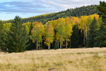Fall color in Flagstaff, Arizona on the Aspen Loop Trail