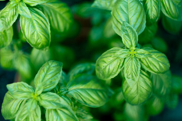 Full frame shot of basil plant