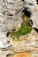 Photograph of vegetation growing in lava rock by the beach at Turtle Bay on Oahu, Hawaii.