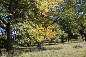 Grove of Trees Changing from Green to Gold Color on Fall Sunny Day
