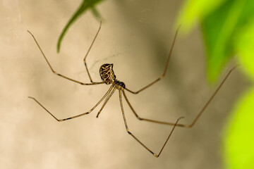 Longbodied Cellar Spider - Pholcus phalangioides